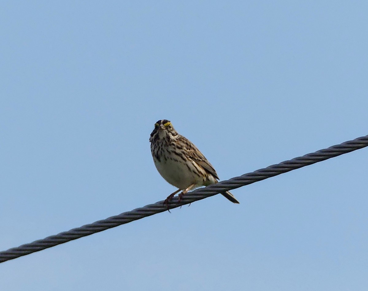 Savannah Sparrow - ML619676901