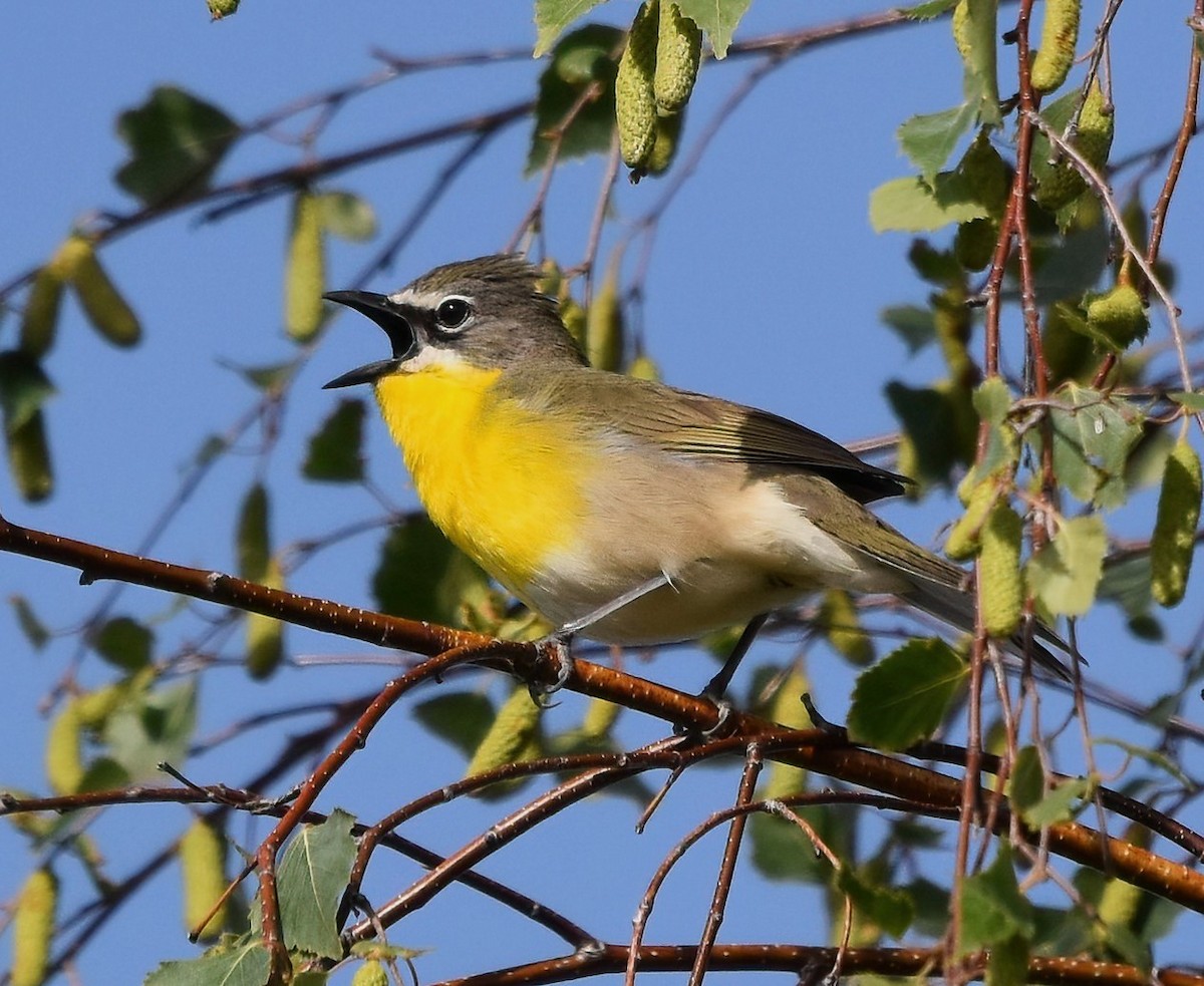 Yellow-breasted Chat - ML619676913