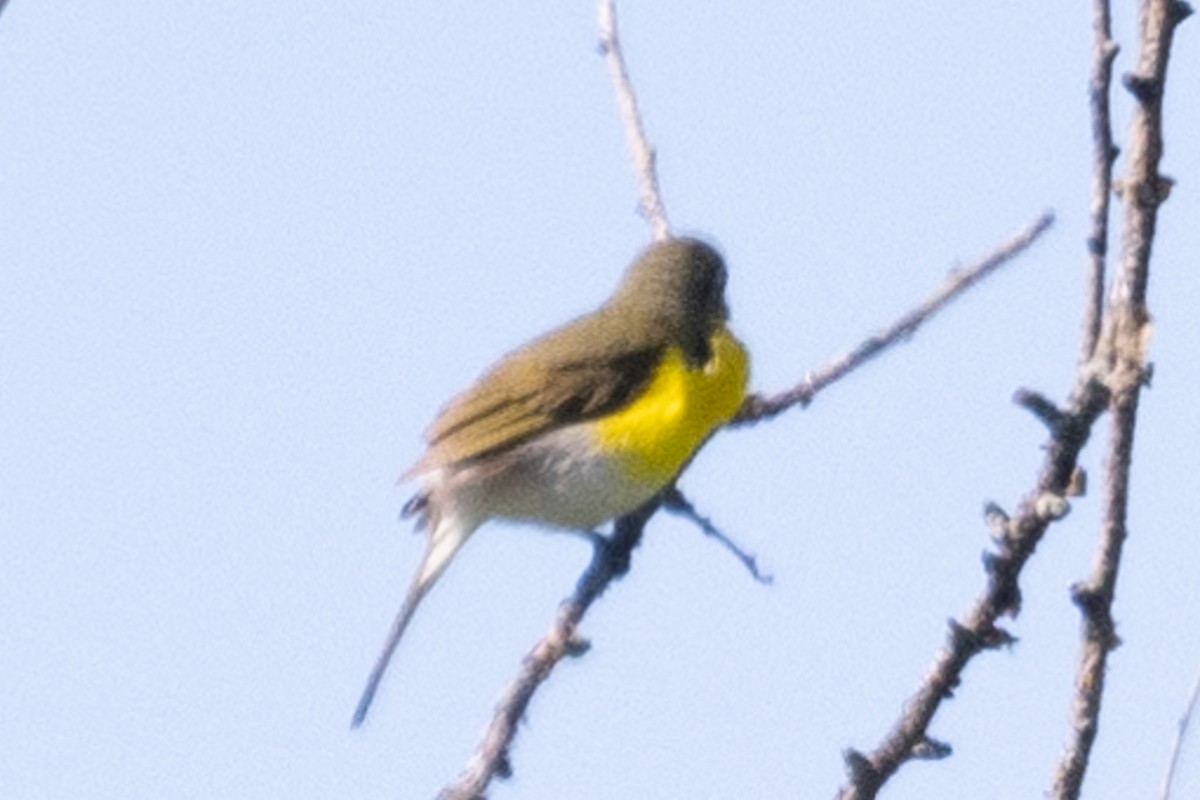 Yellow-breasted Chat - ML619676937