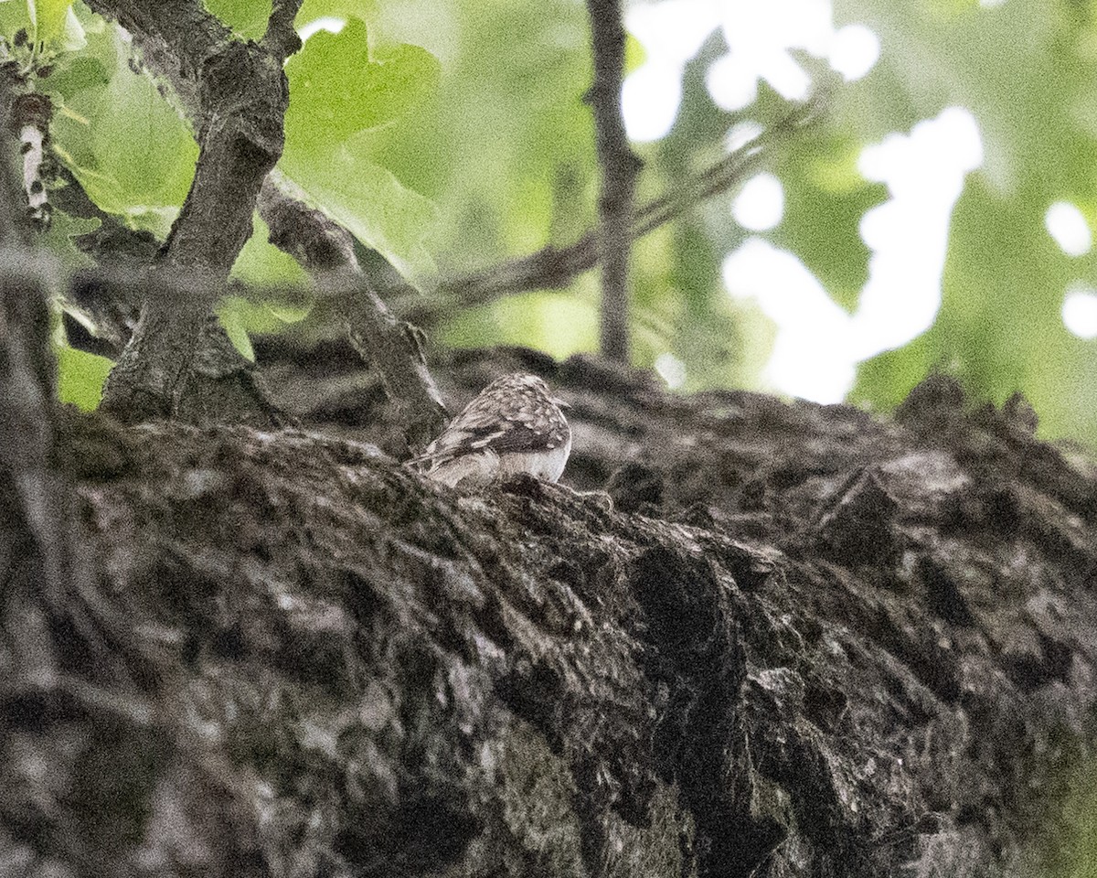 Brown Creeper - ML619676953