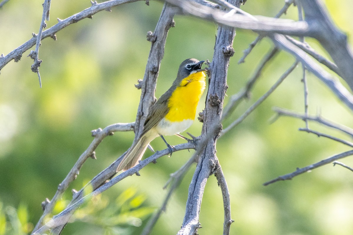 Yellow-breasted Chat - ML619676959