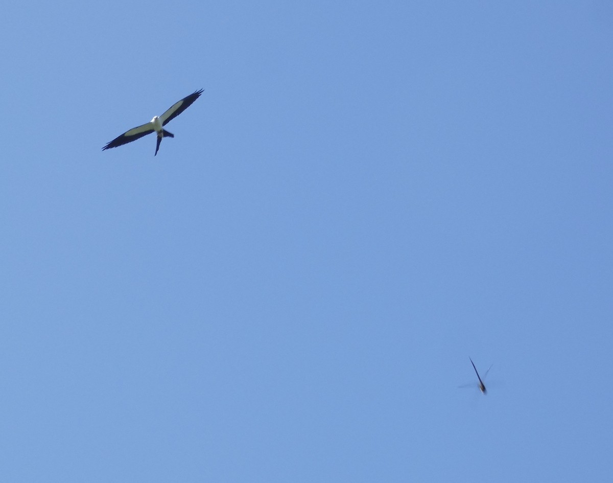Swallow-tailed Kite - ML619676960