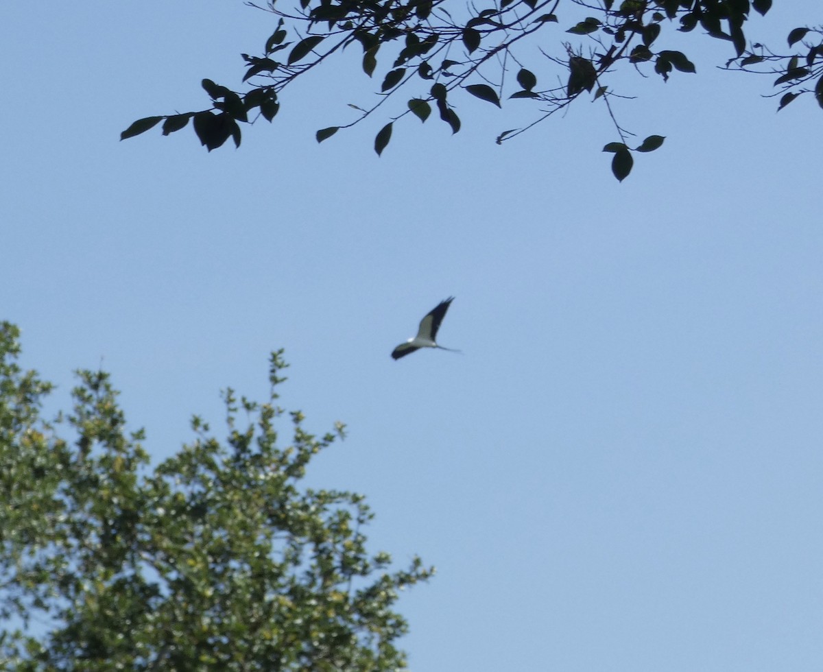 Swallow-tailed Kite - ML619676963