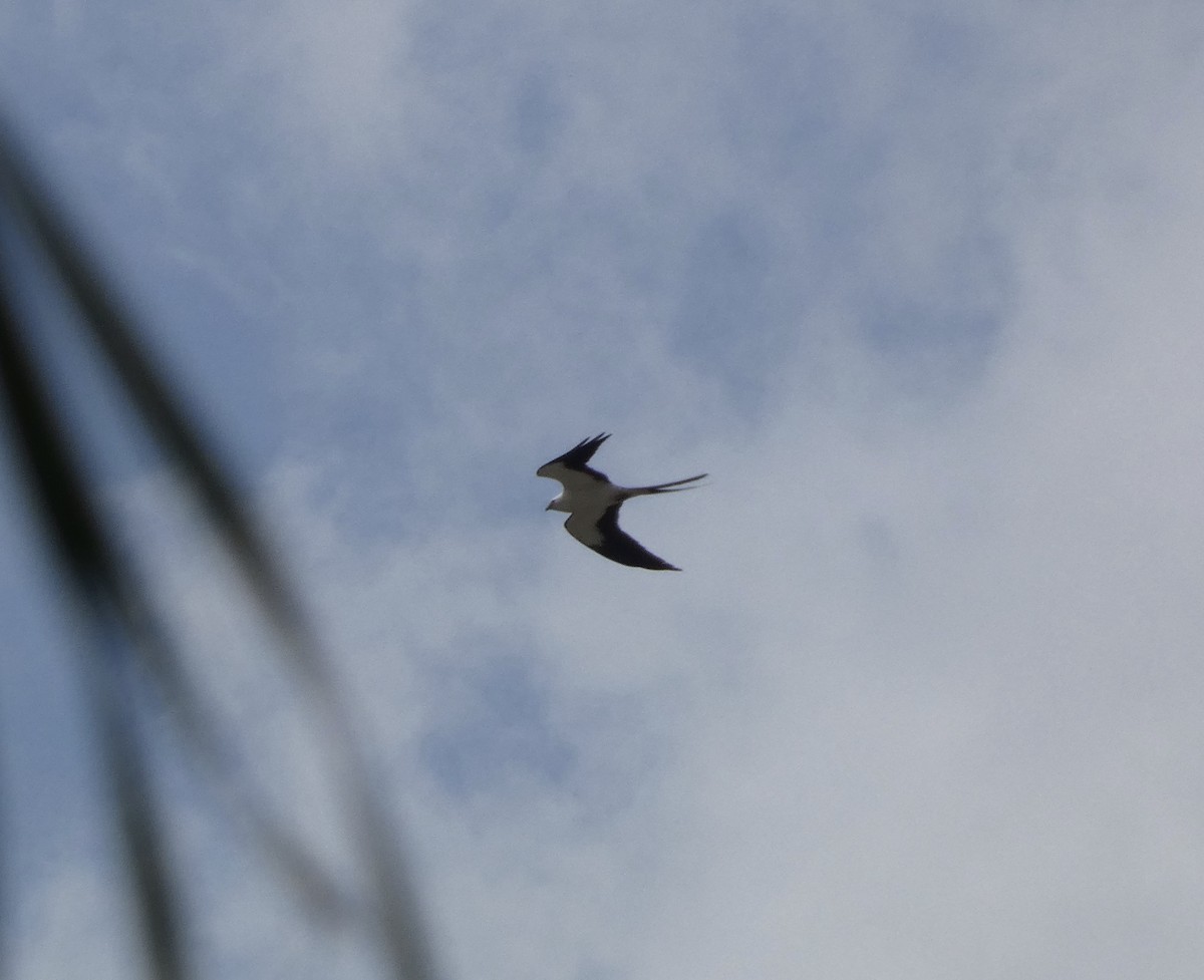 Swallow-tailed Kite - ML619676966