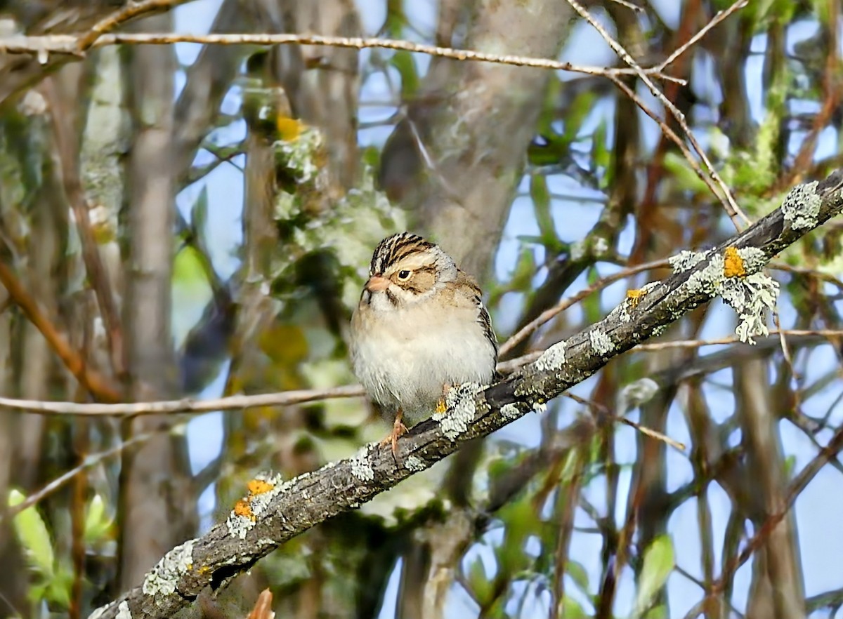 Clay-colored Sparrow - ML619676972