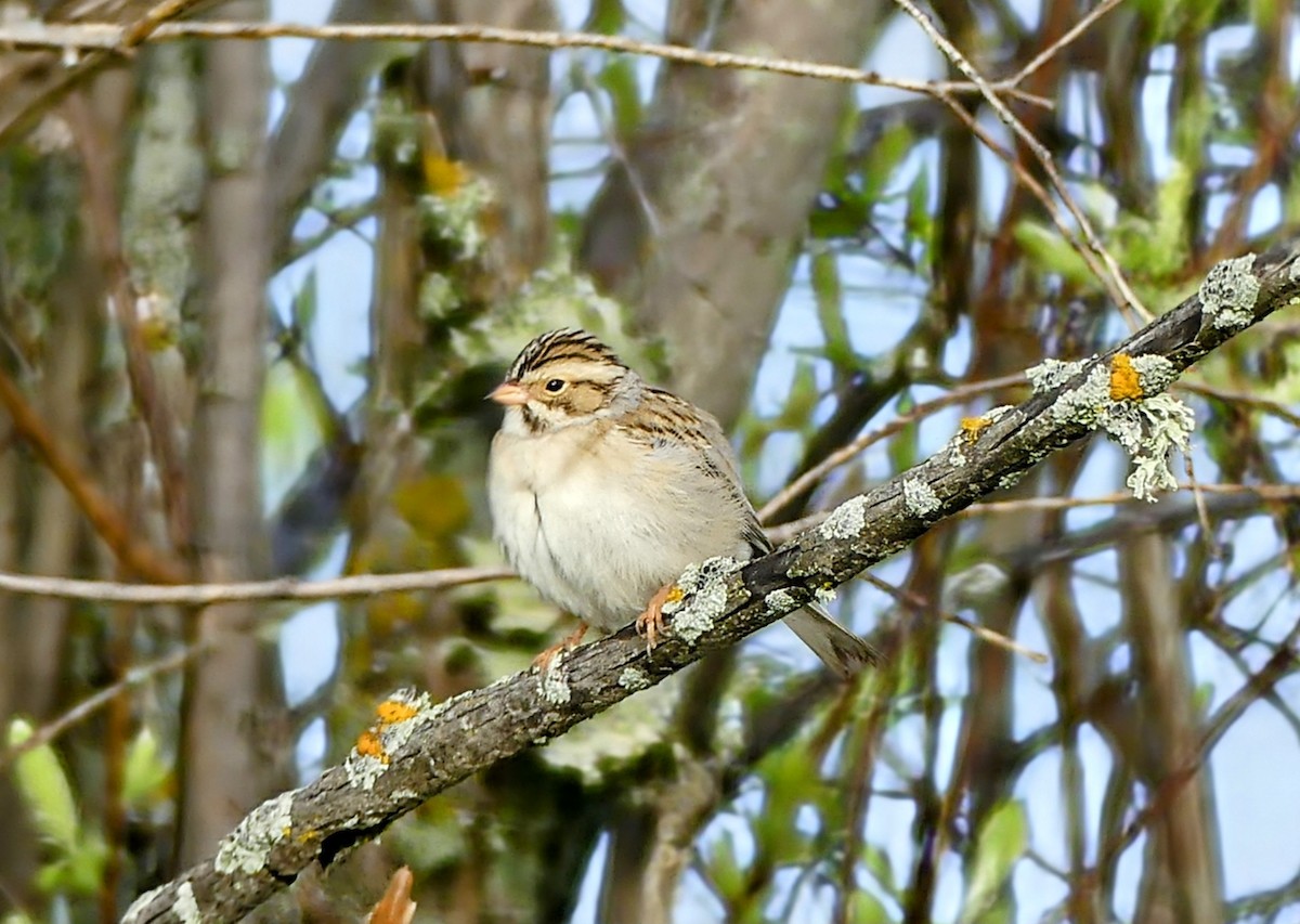 Clay-colored Sparrow - ML619676974