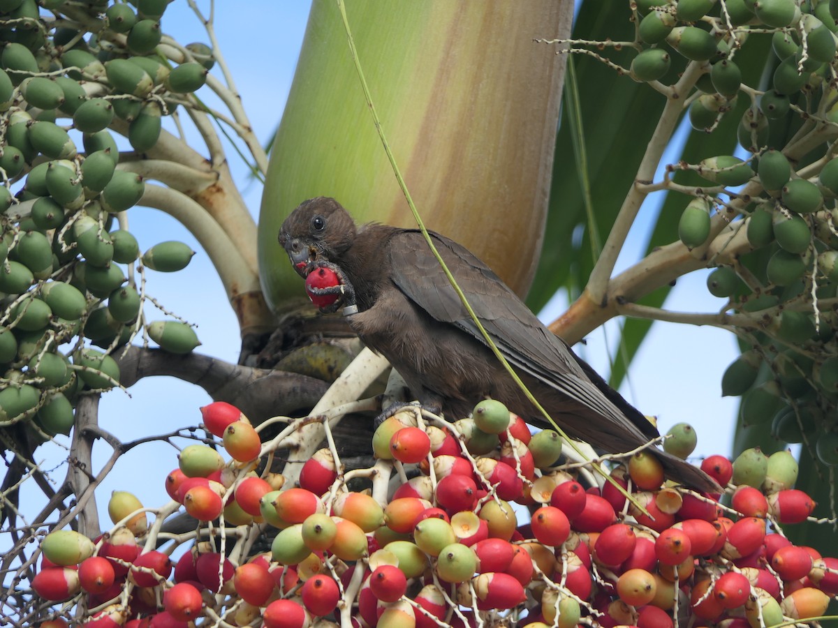 Seychelles Parrot - ML619676985