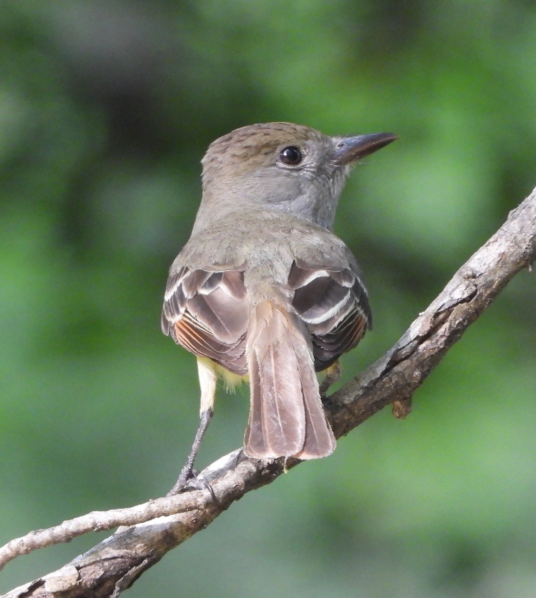 Great Crested Flycatcher - ML619676987