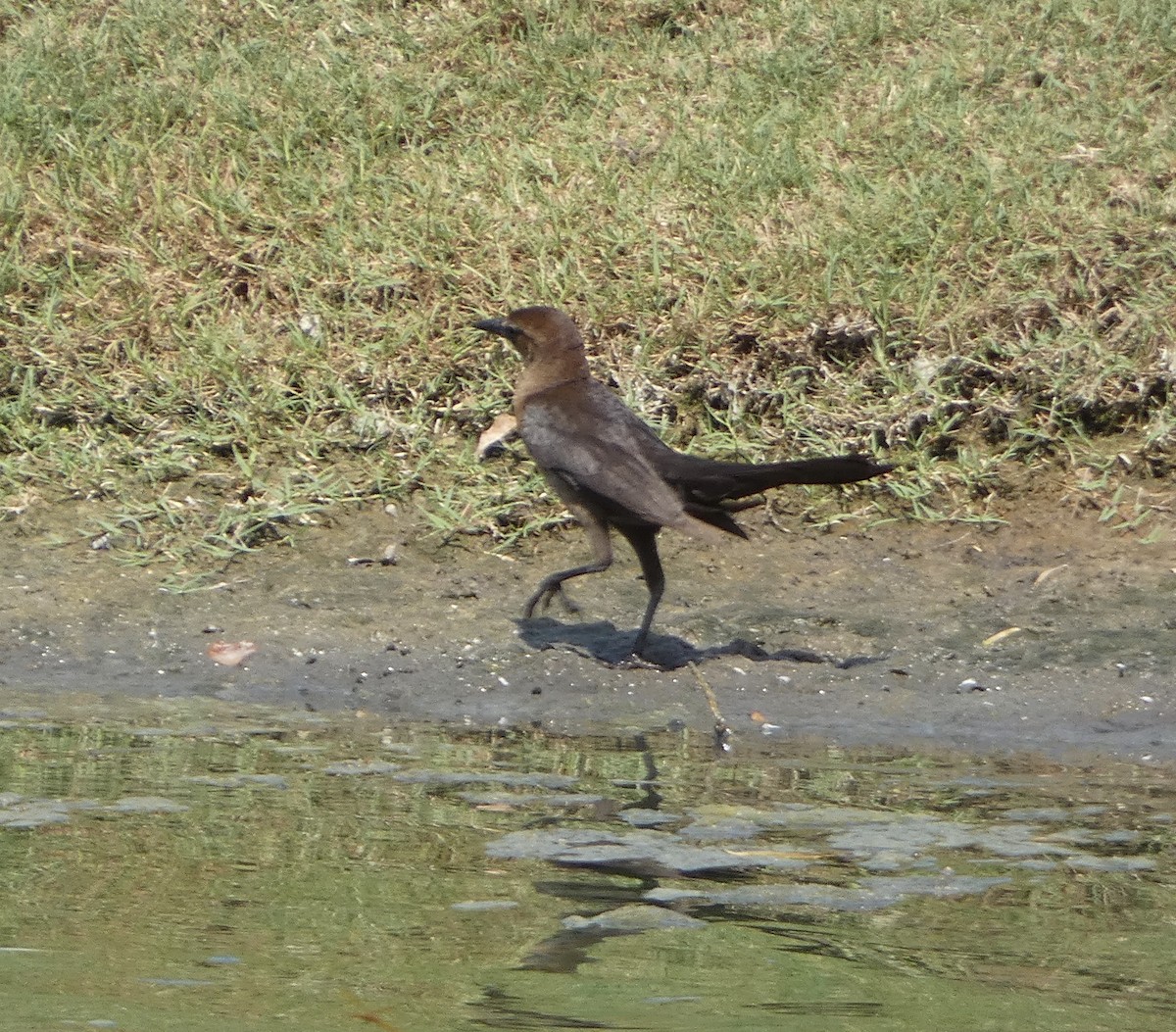 Boat-tailed Grackle - ML619677007