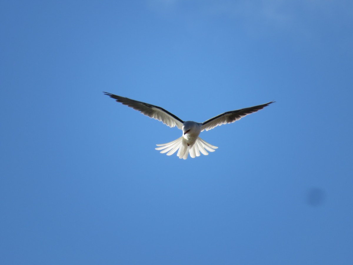 White-tailed Kite - ML619677045