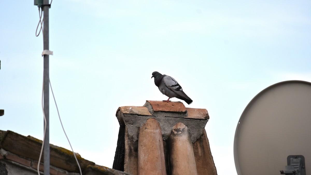 Rock Pigeon (Feral Pigeon) - ML619677111