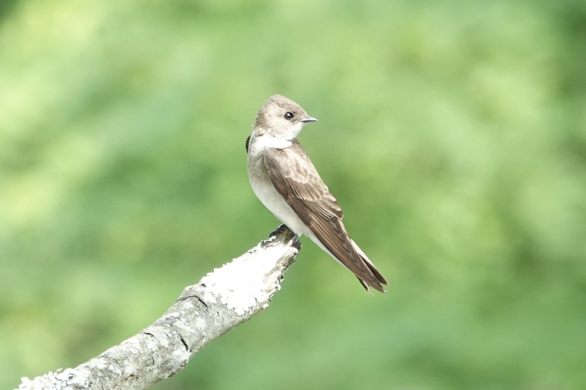 Northern Rough-winged Swallow - ML619677140