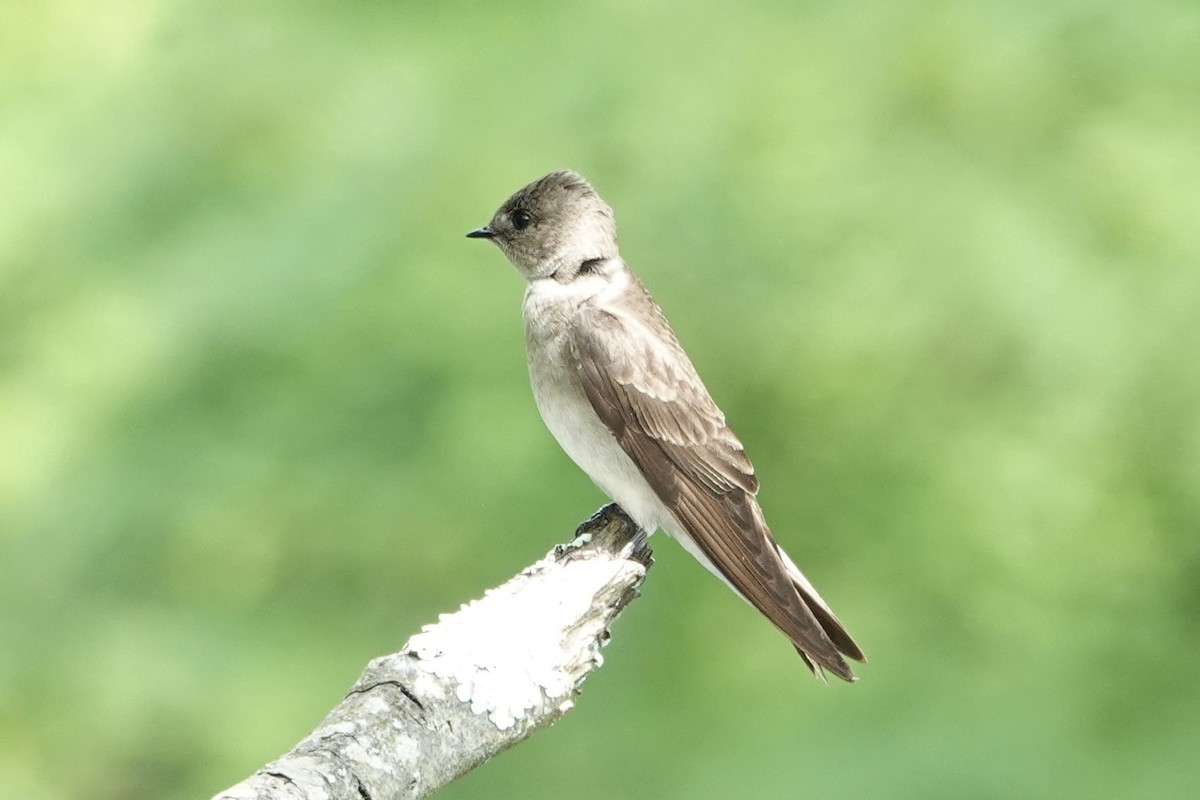 Northern Rough-winged Swallow - ML619677141