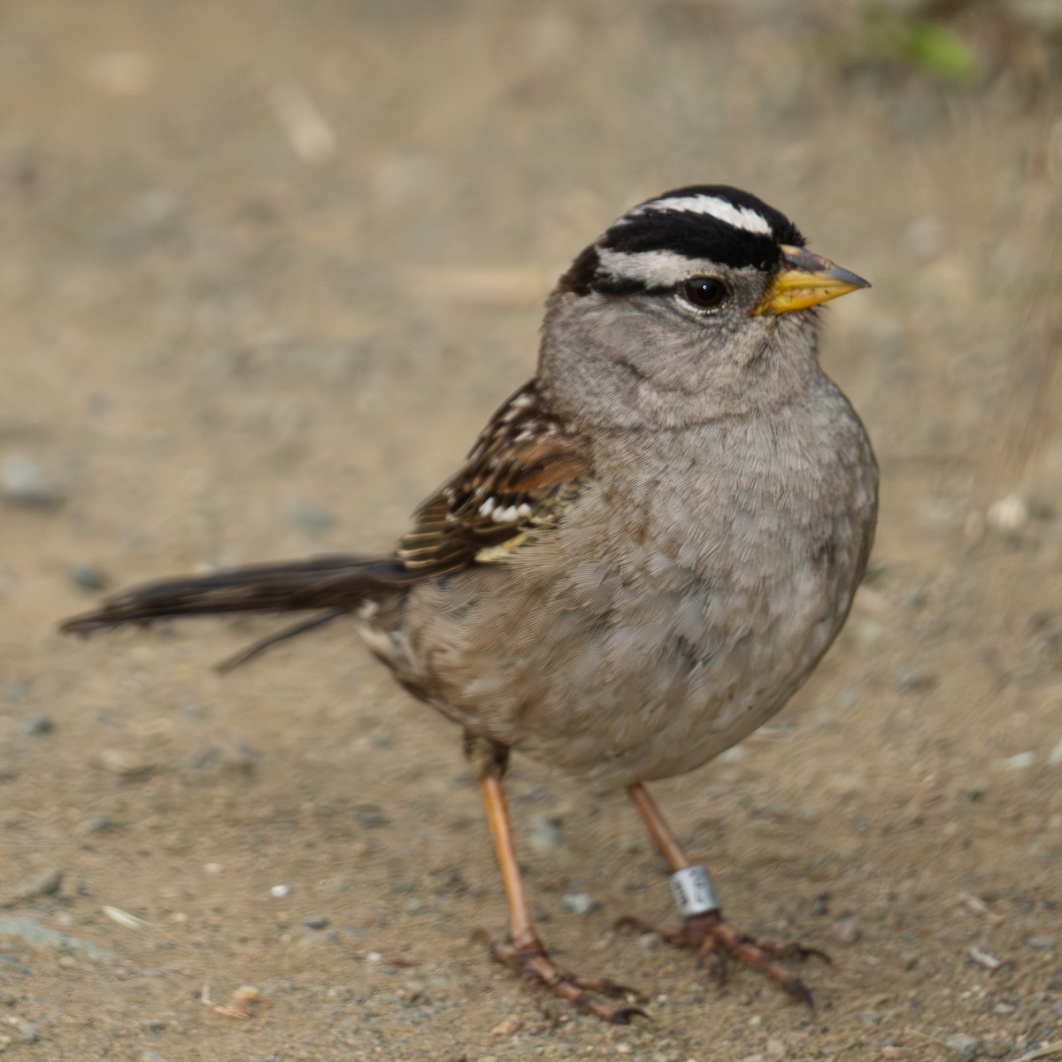 White-crowned Sparrow - ML619677154