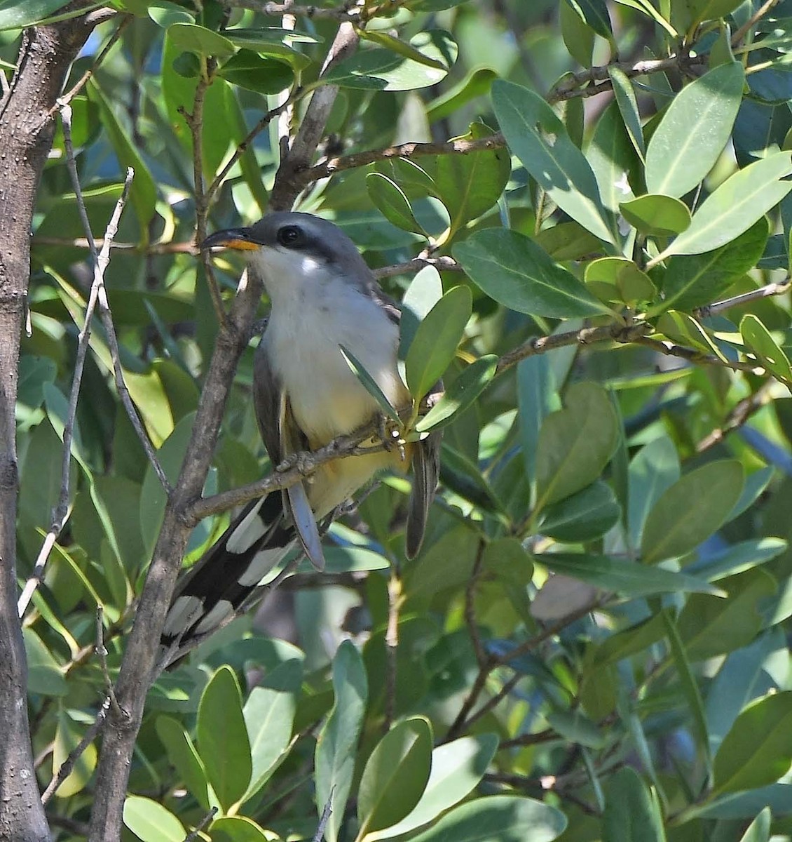 Mangrove Cuckoo - ML619677155