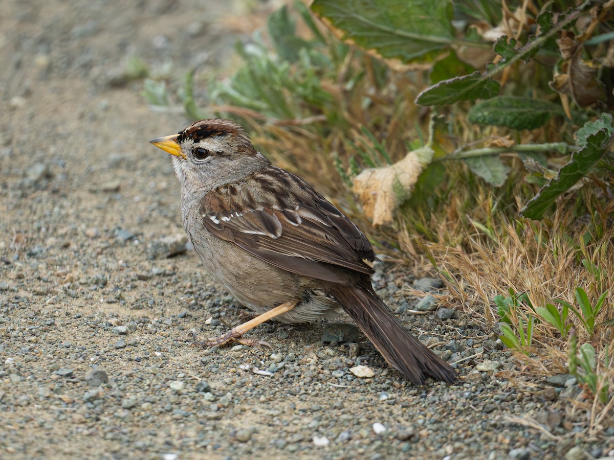 White-crowned Sparrow - ML619677156