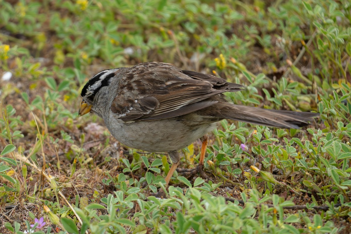 White-crowned Sparrow - ML619677166