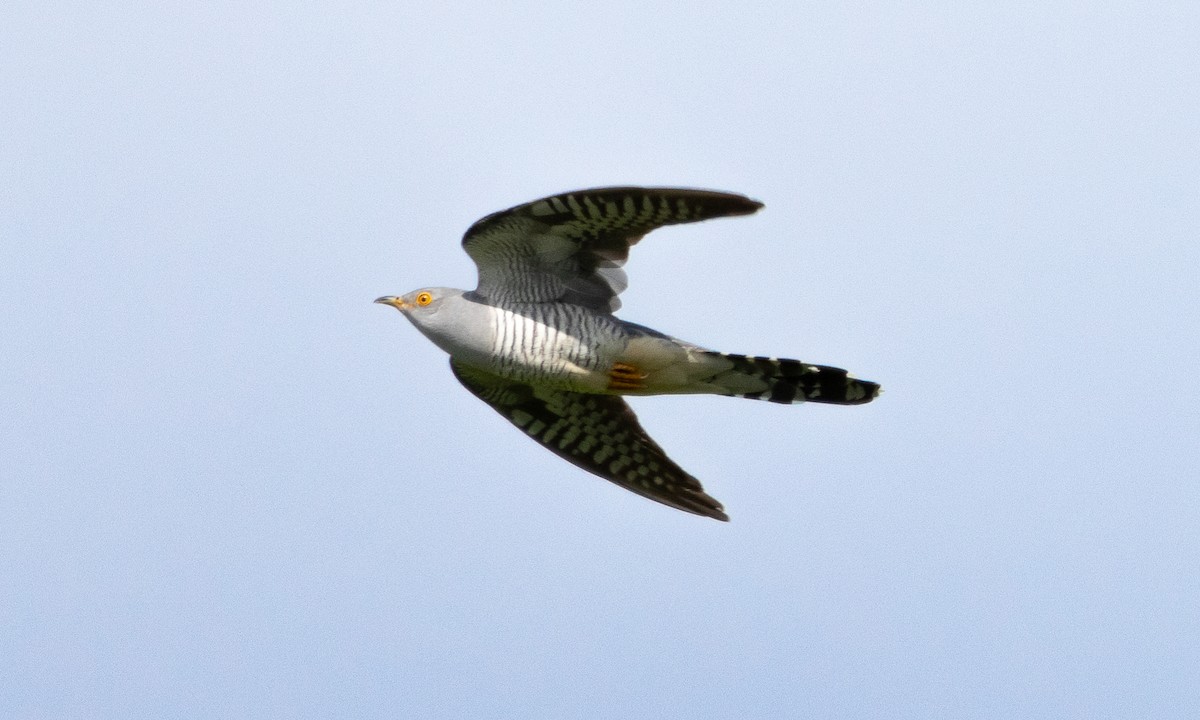 Common Cuckoo - ML619677172