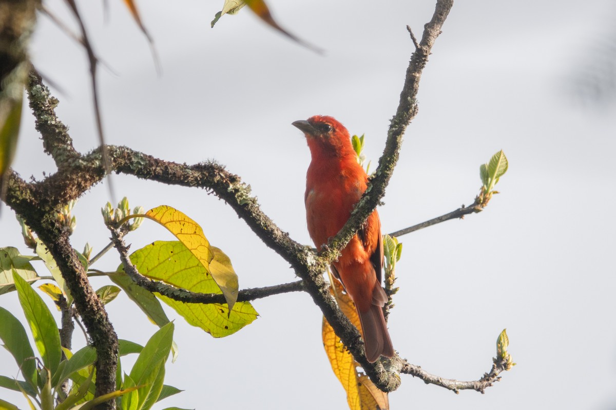 Hepatic Tanager - ML619677183