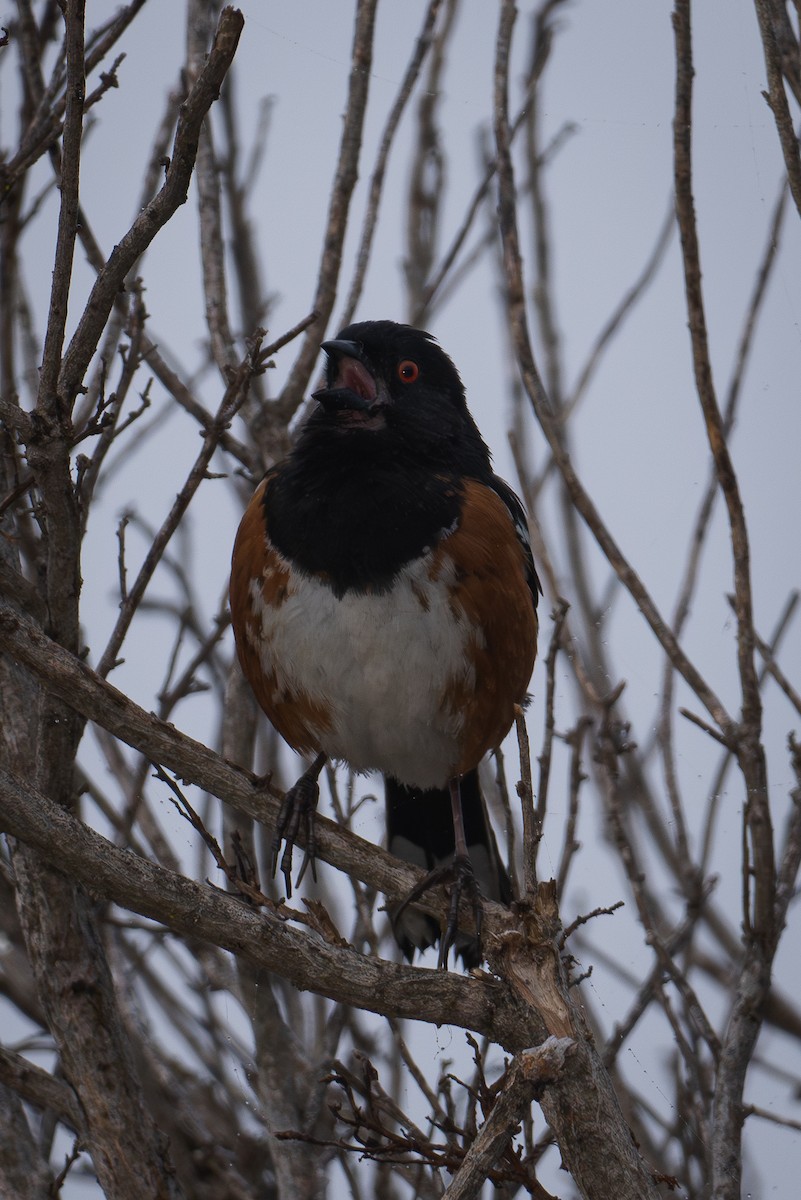 Spotted Towhee - ML619677217