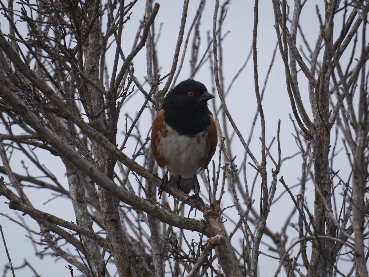 Spotted Towhee - ML619677218