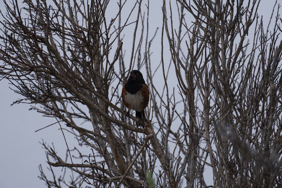 Spotted Towhee - ML619677219