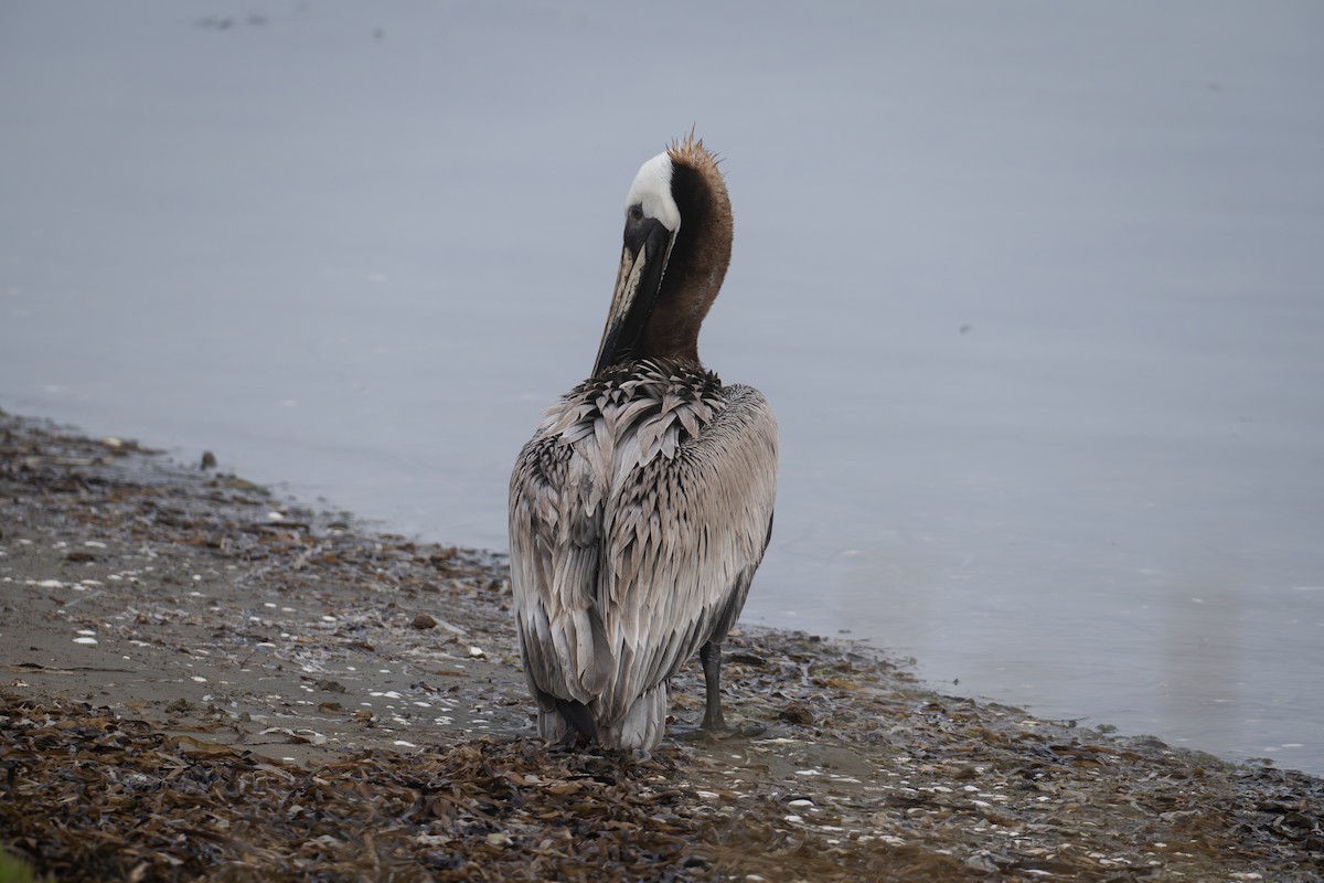 pelikán hnědý - ML619677248