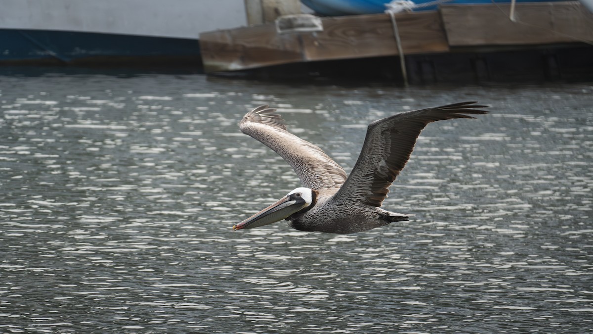 pelikán hnědý - ML619677249