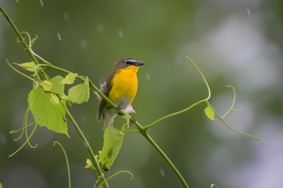 Yellow-breasted Chat - ML619677314