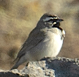 Black-throated Sparrow - ML619677316