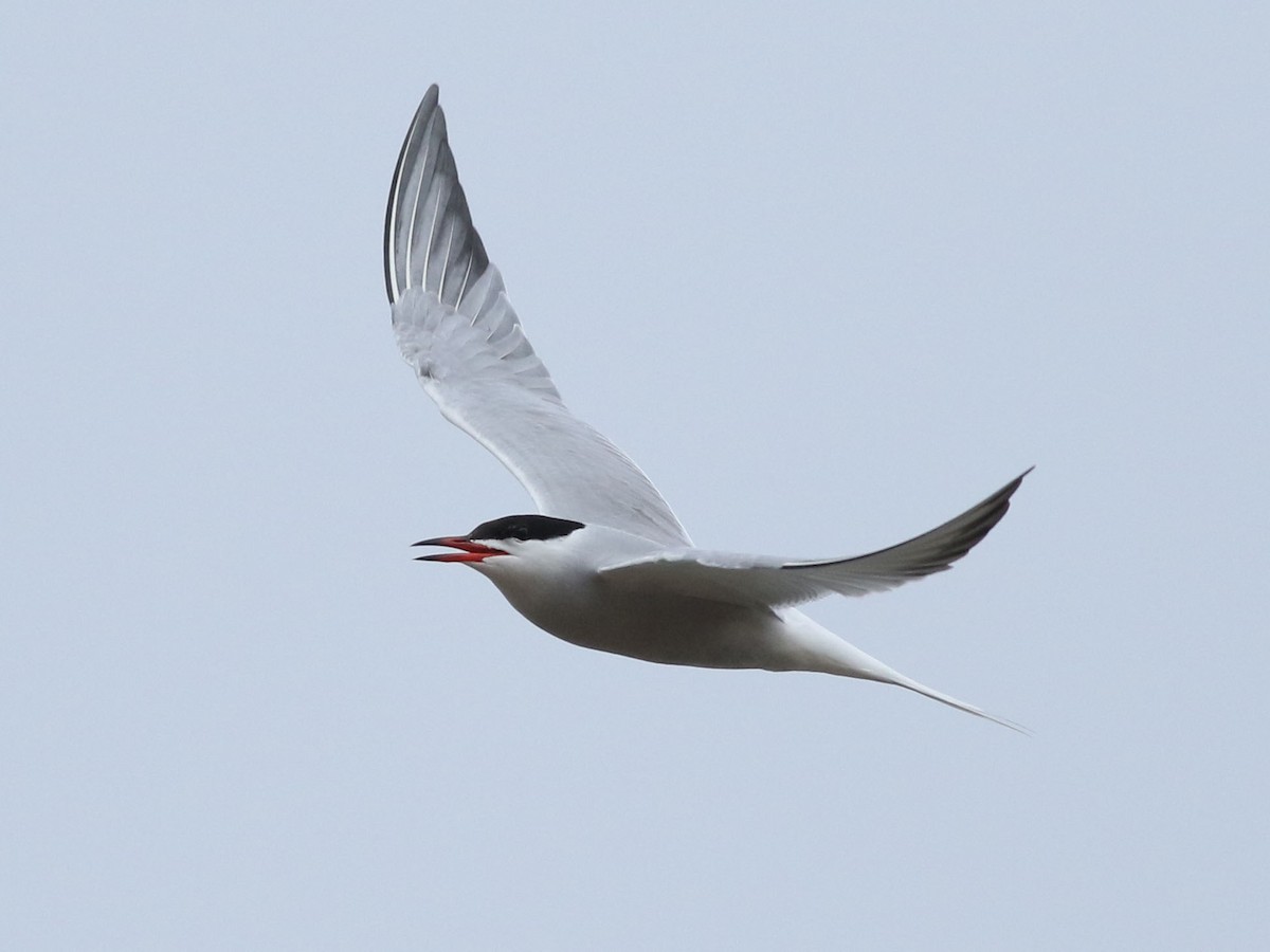 Common Tern - ML619677355