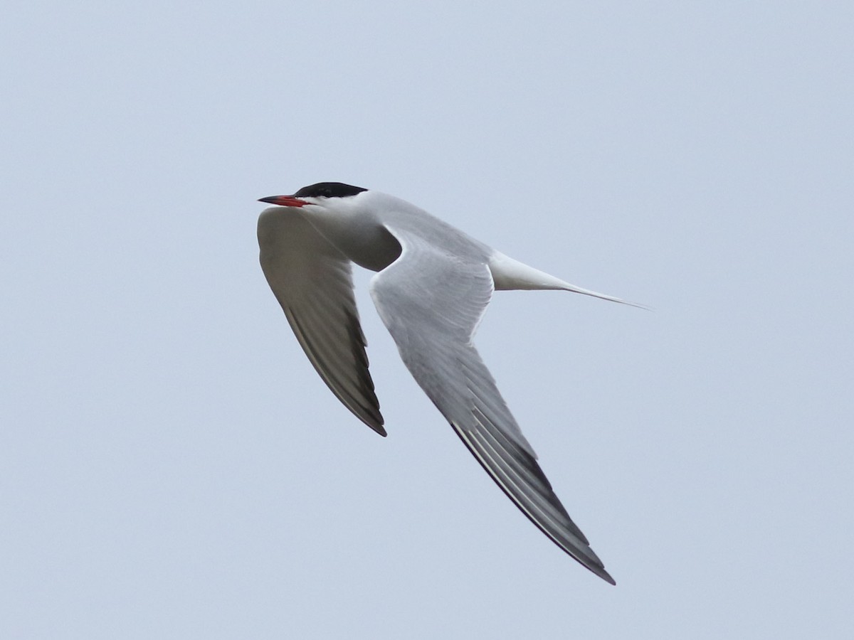 Common Tern - ML619677356