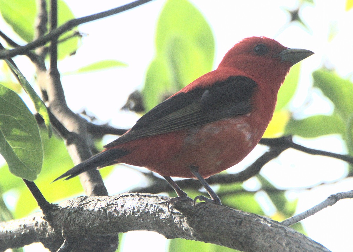 Scarlet Tanager - ML619677393
