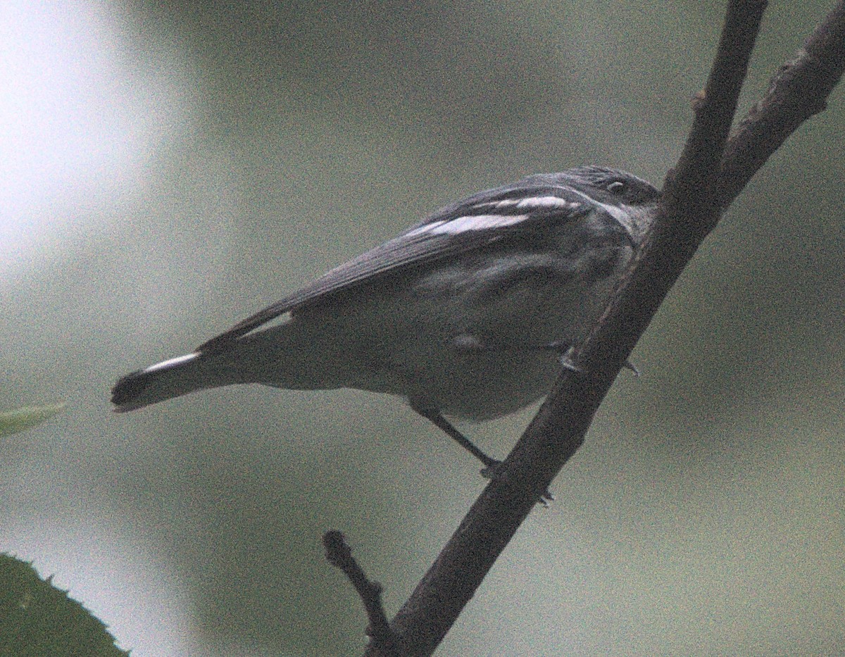 Pennsylvania Bird Atlas Checklist - 26 May 2024 - Appalachian Trail ...