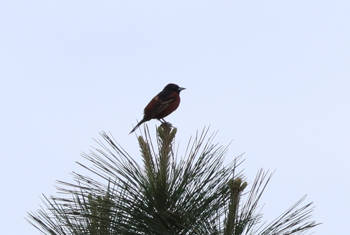 Orchard Oriole - ML619677450