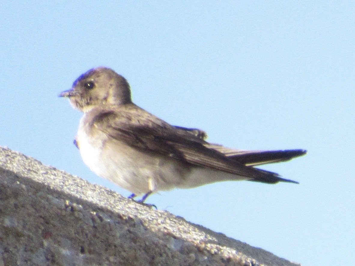 Northern Rough-winged Swallow - ML619677492