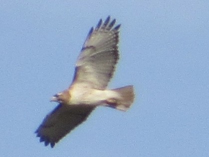 Red-tailed Hawk - ML619677510