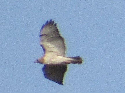 Red-tailed Hawk - ML619677511