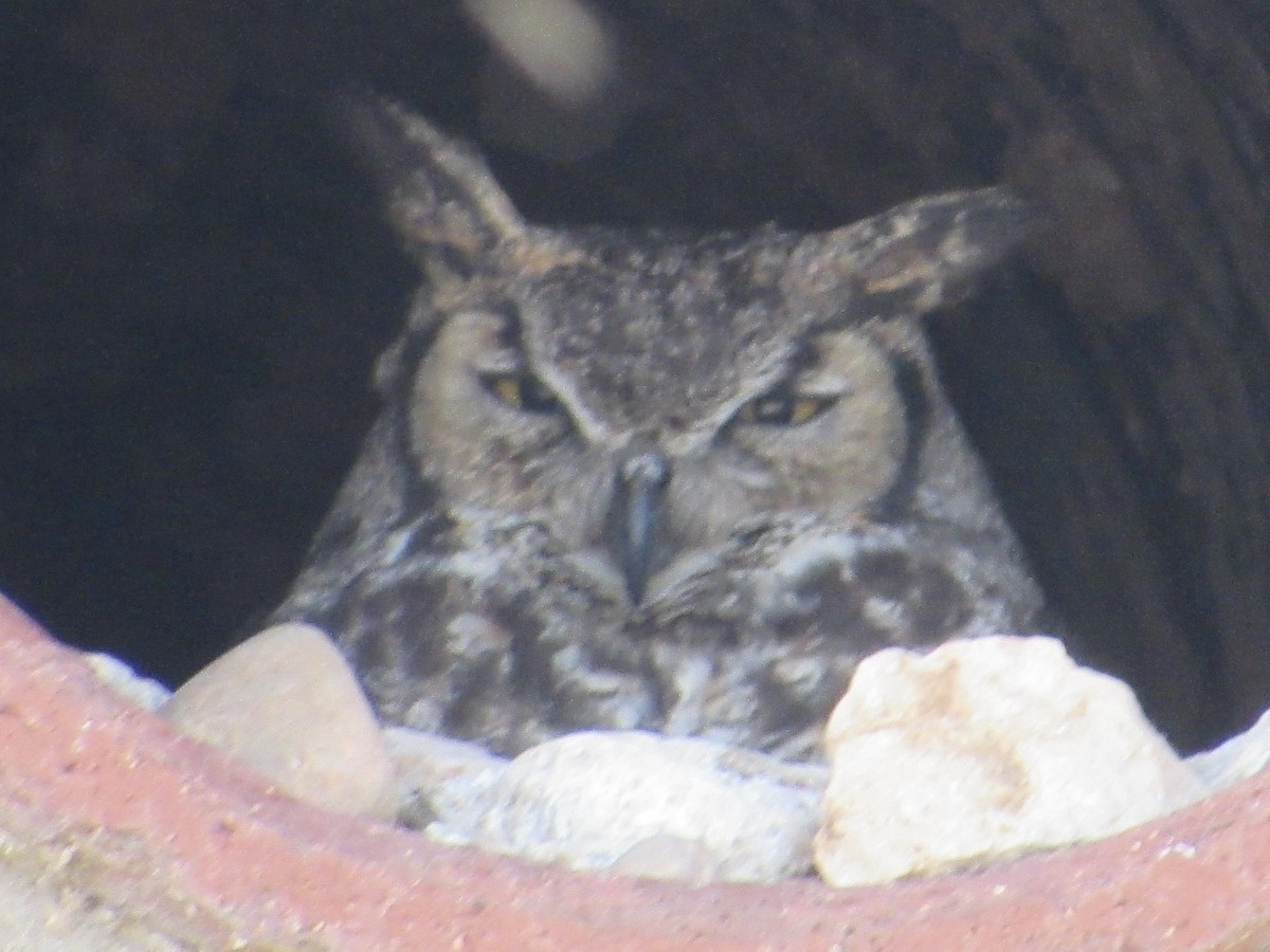 Great Horned Owl - ML619677515