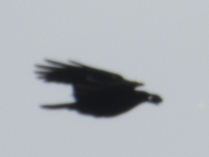 American Crow - ML619677523