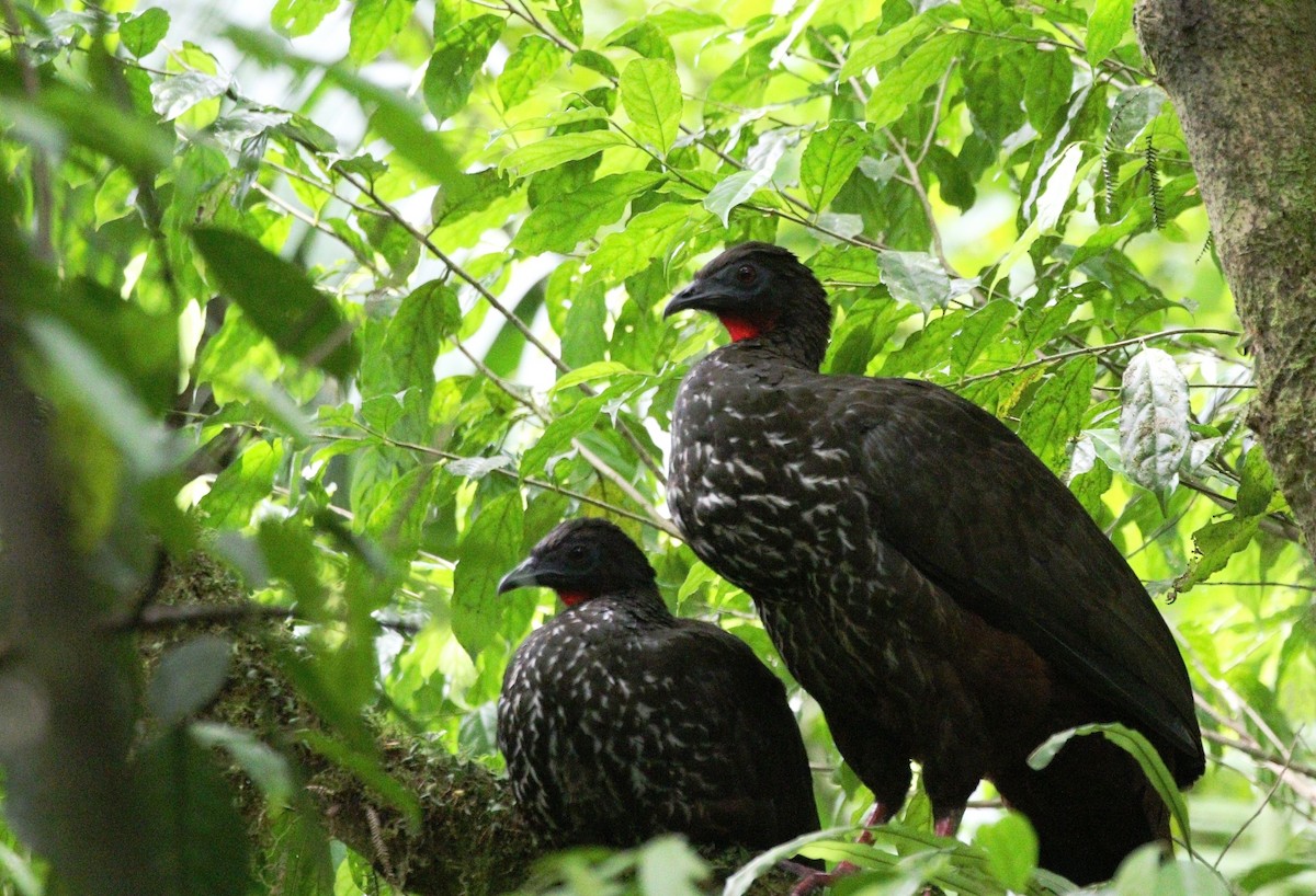 Crested Guan - ML619677569