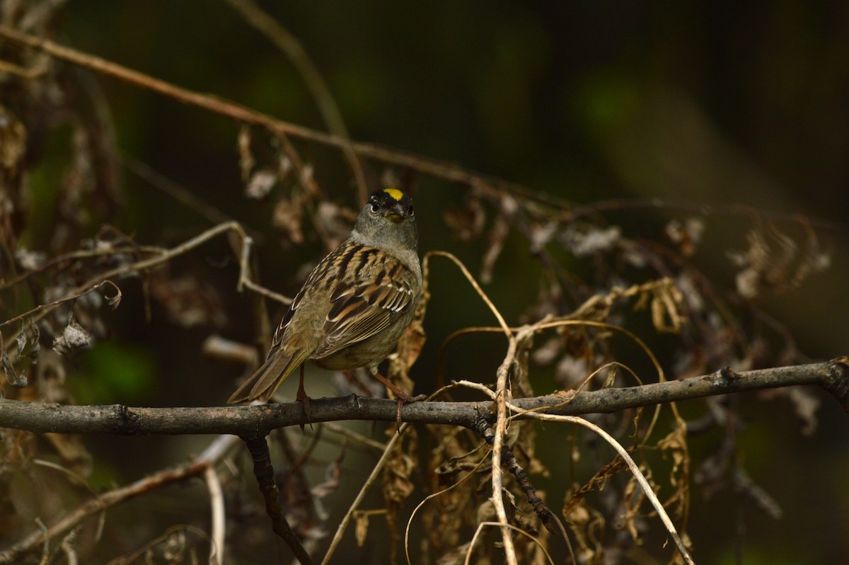 Golden-crowned Sparrow - ML619677581
