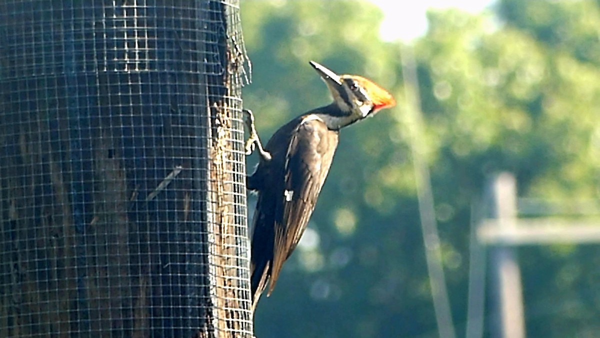 Pileated Woodpecker - ML619677612