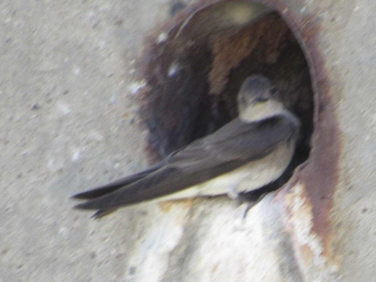 Northern Rough-winged Swallow - ML619677623