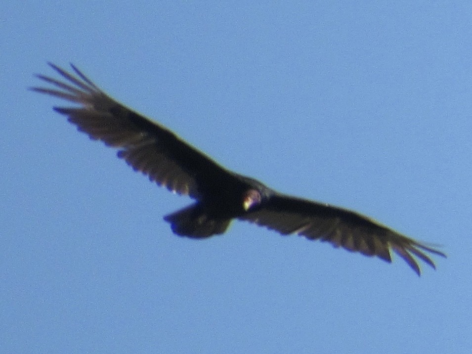 Turkey Vulture - ML619677643