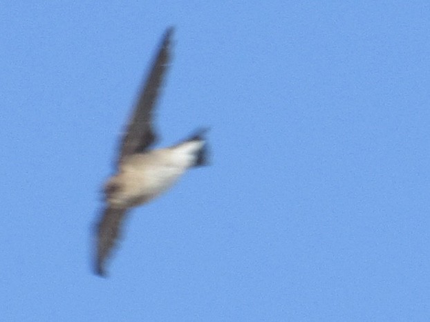 Northern Rough-winged Swallow - ML619677654