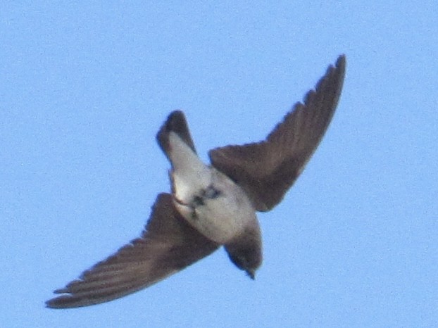 Northern Rough-winged Swallow - ML619677656