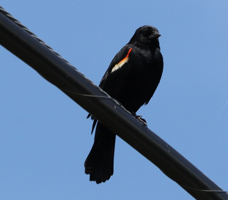 Red-winged Blackbird - ML619677664