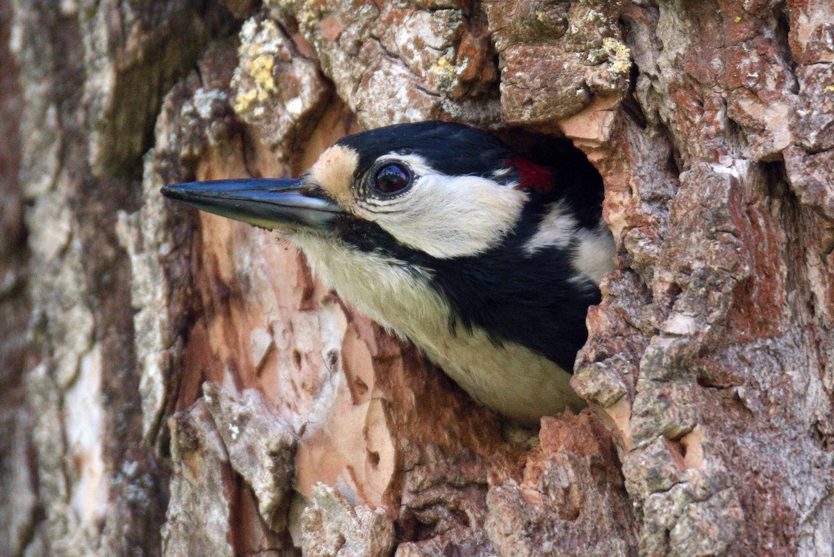 Great Spotted Woodpecker - ML619677697