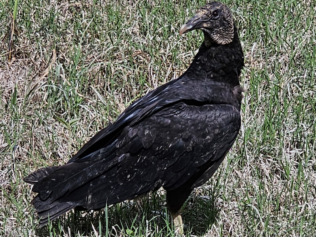 Black Vulture - ML619677714